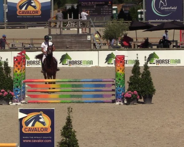 Gold +Cyclus Jonge Paarden in Lier (BEL) 2020