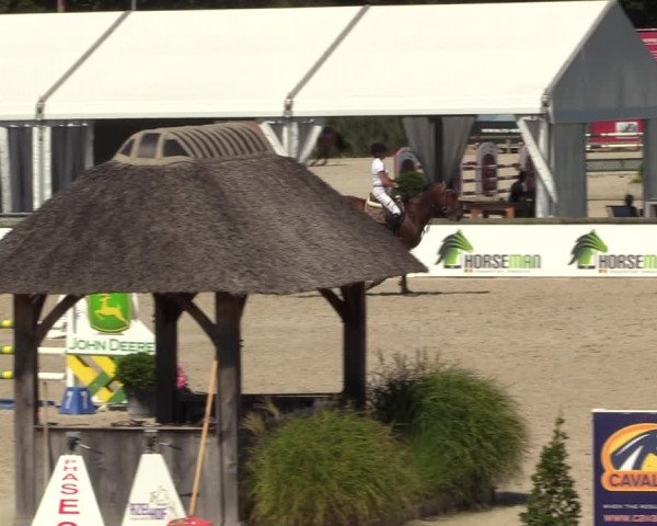 Gold +Cyclus Jonge Paarden in Lier (BEL) 2020