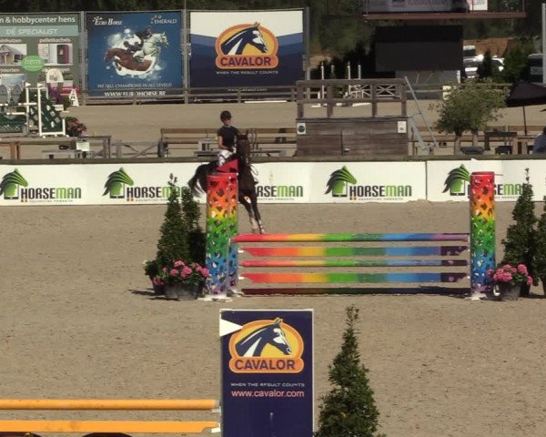 Gold +Cyclus Jonge Paarden in Lier (BEL) 2020