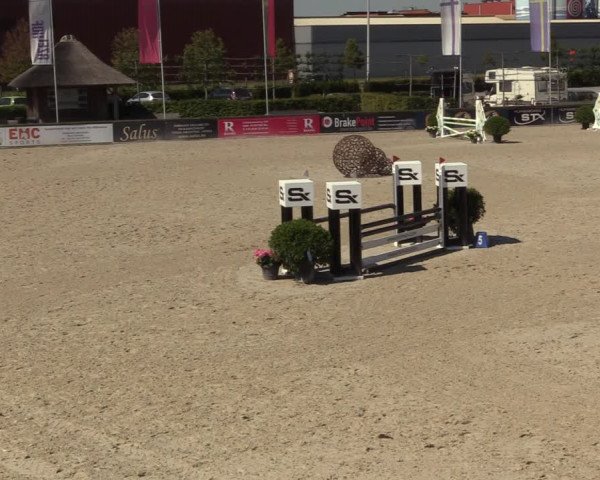 Gold +Cyclus Jonge Paarden in Lier (BEL) 2020