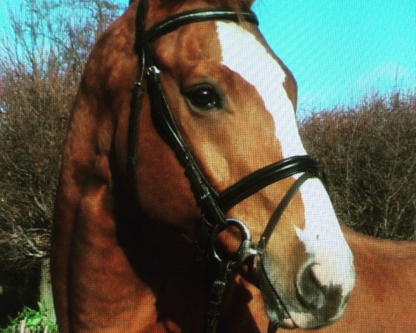 Dressurpferd Wembley 232 (Hannoveraner, 2001, von Welser) Dressurpferd Wembley 232 (Hannoveraner, 2001, von Welser)