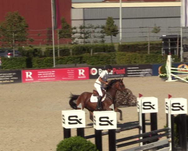 Gold +Cyclus Jonge Paarden in Lier (BEL) 2020