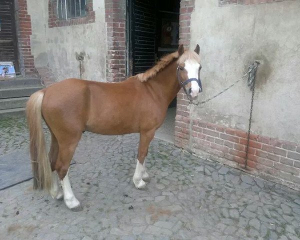 dressage horse Kreutzhorst's Matador (Welsh mountain pony (SEK.A), 2006, from Rondeels Mac)