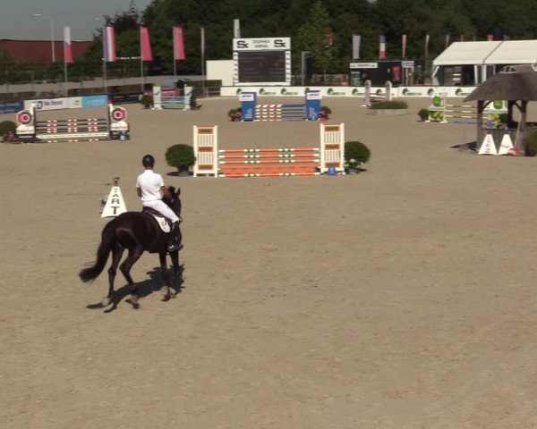 Gold +Cyclus Jonge Paarden in Lier (BEL) 2020