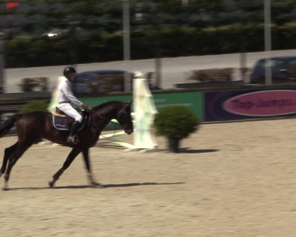 Gold +Cyclus Jonge Paarden in Lier (BEL) 2020