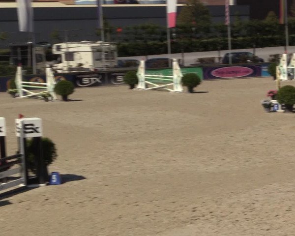 Gold +Cyclus Jonge Paarden in Lier (BEL) 2020
