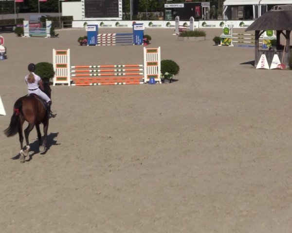 Gold +Cyclus Jonge Paarden in Lier (BEL) 2020