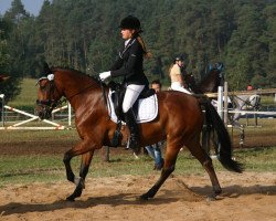 dressage horse Megan 13 (unknown, 2006)