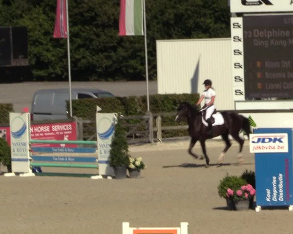 Gold +Cyclus Jonge Paarden in Lier (BEL) 2020
