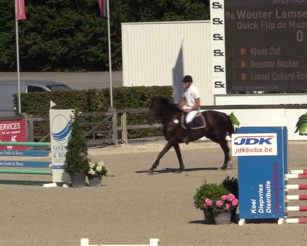 Gold +Cyclus Jonge Paarden in Lier (BEL) 2020