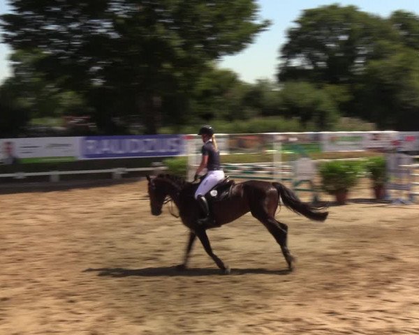 Reitturnier Behrendorf 2020