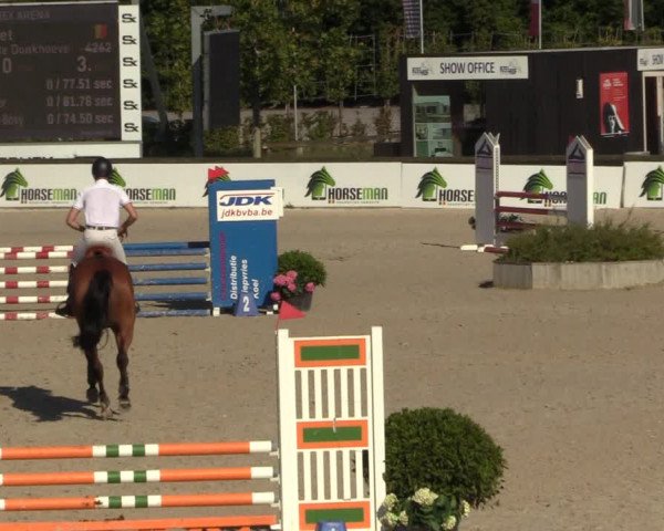 Gold +Cyclus Jonge Paarden in Lier (BEL) 2020