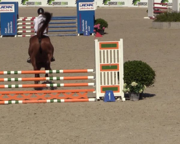 Gold +Cyclus Jonge Paarden in Lier (BEL) 2020