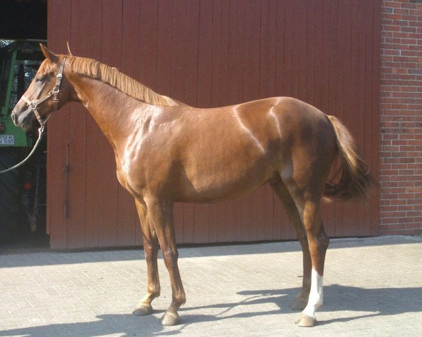 jumper Amely B (Westphalian, 2010, from Arpeggio)