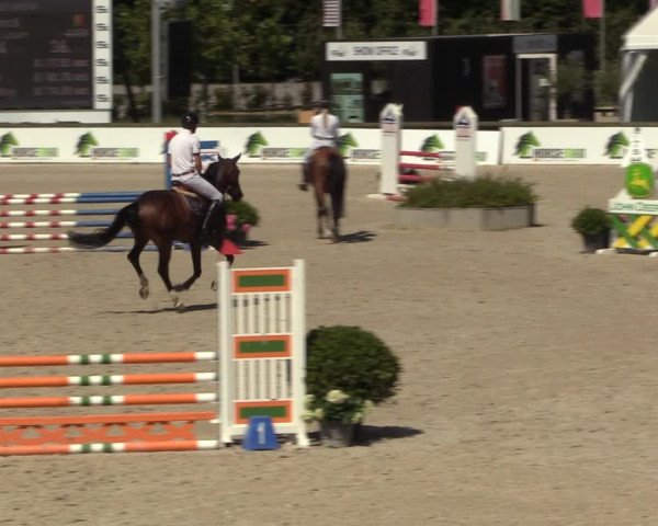 Gold +Cyclus Jonge Paarden in Lier (BEL) 2020