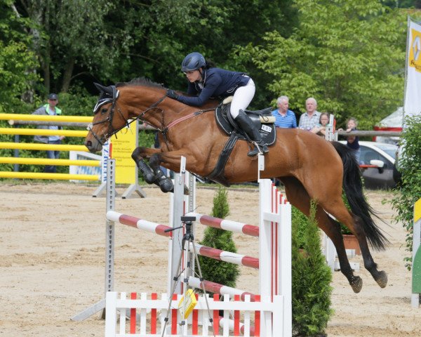 Springpferd Ozana (Rumänisches Warmblut, 2002, von Tam-Tam)