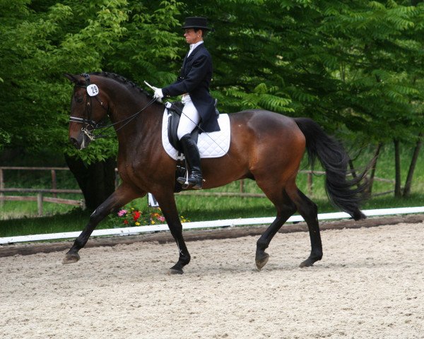 Springpferd Hokuspokus DM (Trakehner, 1993, von Kostolany)