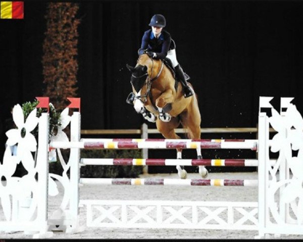 jumper Balluchon du Rouet (Württemberger, 2005, from Balou du Rouet)