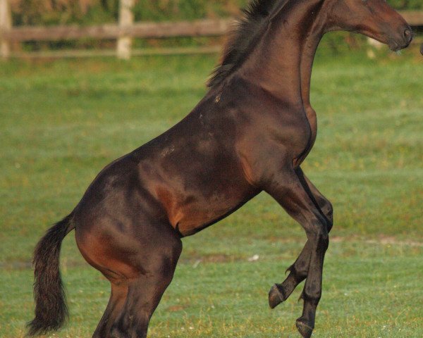 Pferd Loncerto (Holsteiner, 2014, von London)