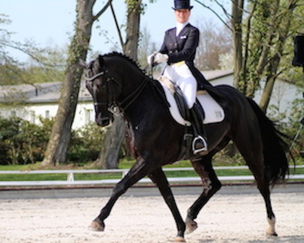 dressage horse Don Pedro (Finnish Warmblood, 2004, from Don Primero)