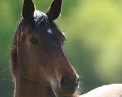 broodmare Lamira 48 (Holsteiner, 2010, from Landstreicher)