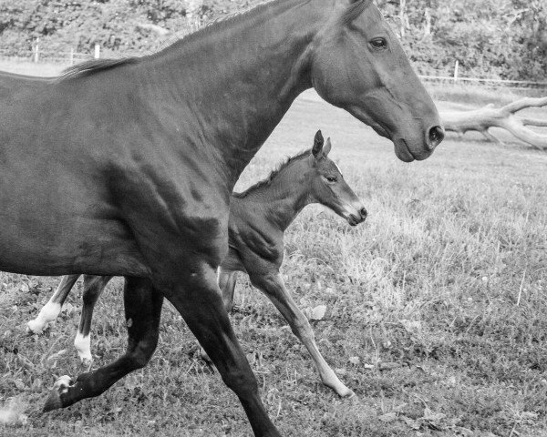 dressage horse Gregory 105 (Westphalian, 2015, from Gaillard de La Pomme)