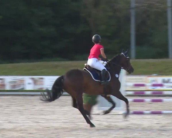 Reitturnier Grafenrheinfeld/Ufr. 2020