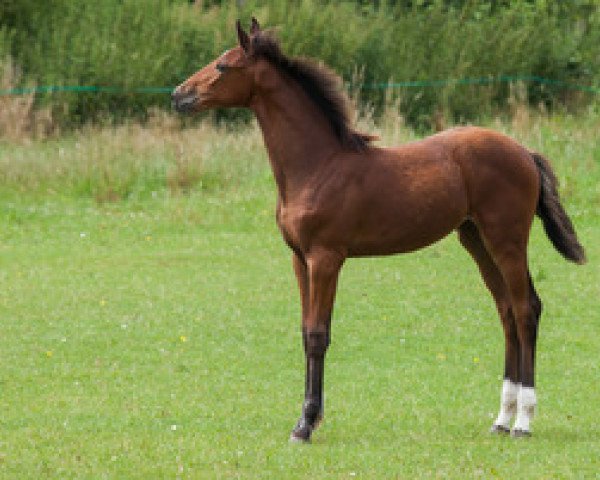 Pferd Loncerta (Holsteiner, 2015, von London)