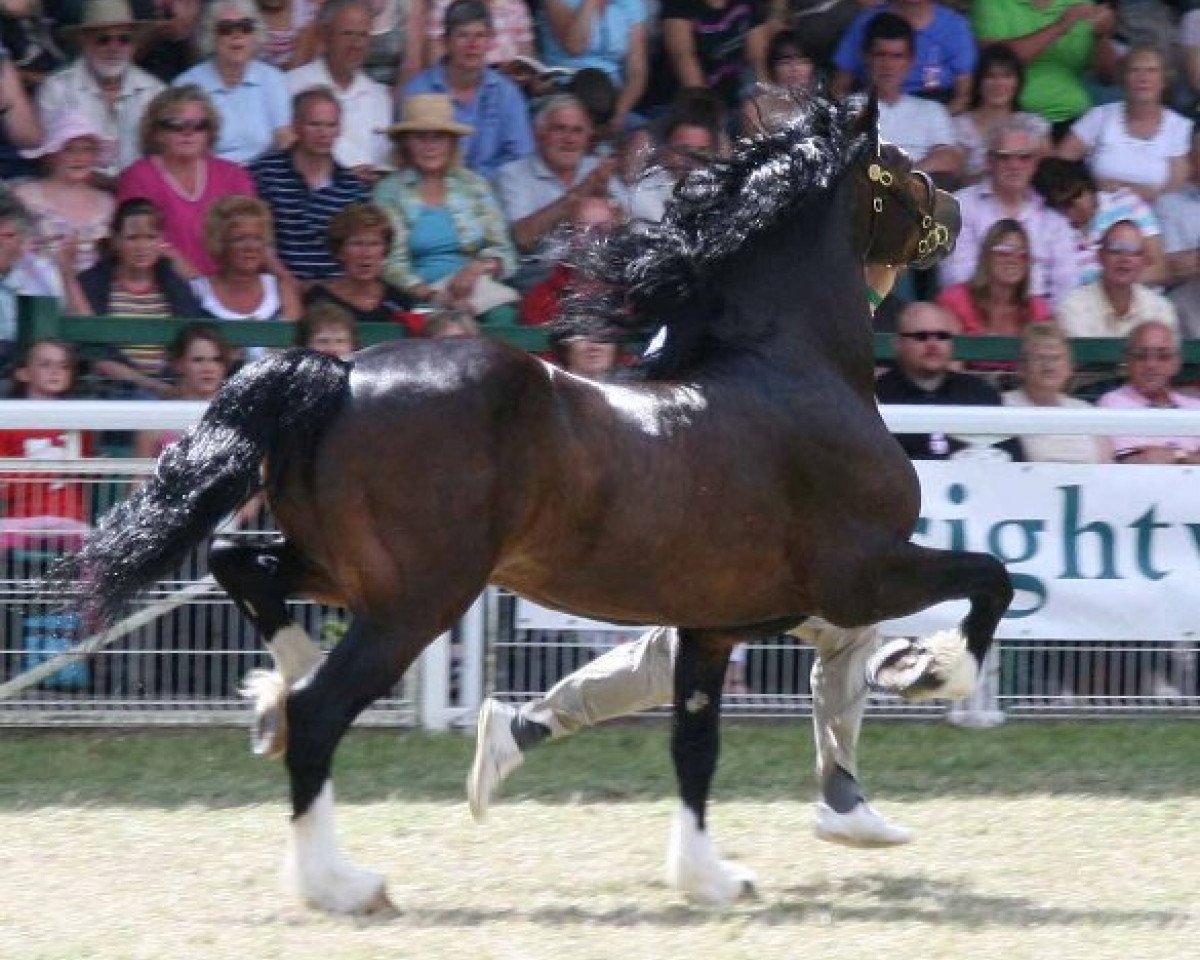 stallion Gwynfaes Culhwch (Welsh-Cob (Sek. D), 1997, from Crugybar Mabon)