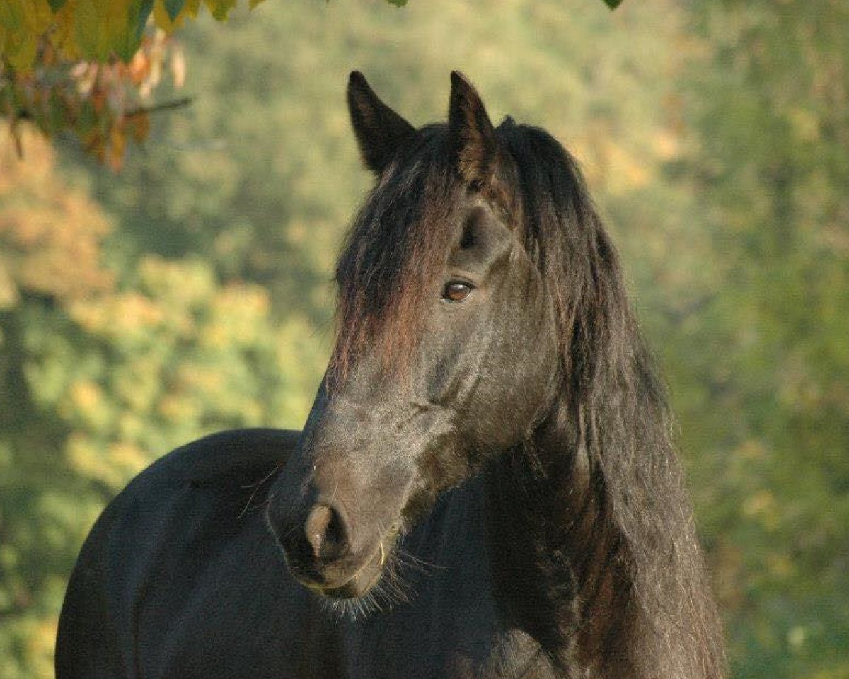 dressage horse Tjibbe 3 (Friese, 2003)