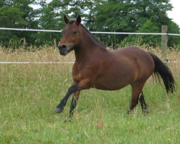 horse Shakira (Dt.Part-bred Shetland pony, 2002, from Adjudant)