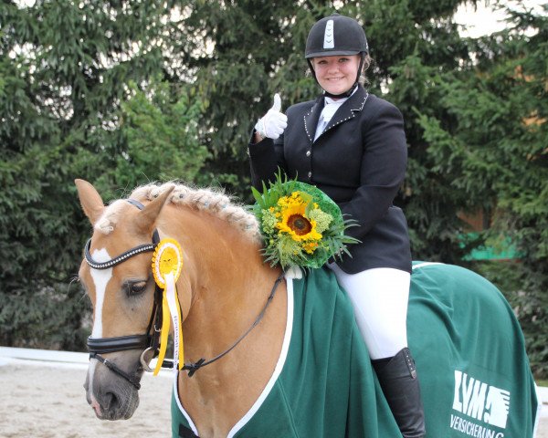 dressage horse Akyra (Haflinger, 2002, from Alpenstern) dressage horse Akyra (Haflinger, 2002, from Alpenstern)