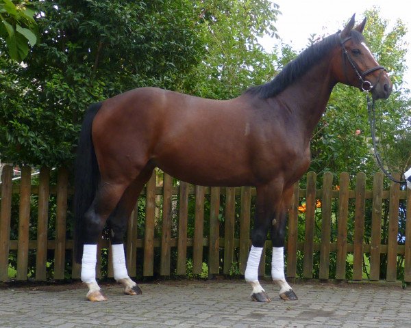 broodmare Quintessa (Hanoverian, 2010, from Quintender 2)