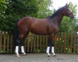 broodmare Quintessa (Hanoverian, 2010, from Quintender 2)