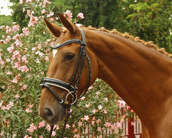 dressage horse Diasprina (Oldenburg, 2010, from Dalhems Diomedes)