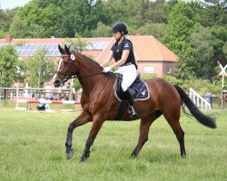 jumper Baghira 86 (Holsteiner, 2009, from Cristo)