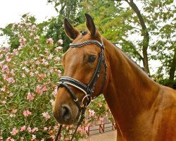 Dressurpferd Belucci 7 (Oldenburger, 2010, von Blue Hors Bentley)