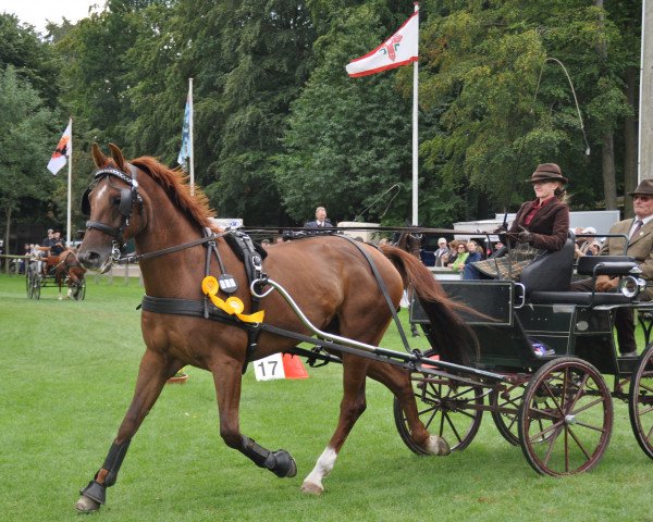 horse Pia 686 (Hanoverian, 2003, from Plural)