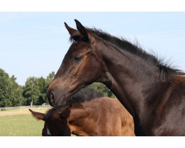Pferd Elysiana (Hannoveraner, 2015, von Edward 28)