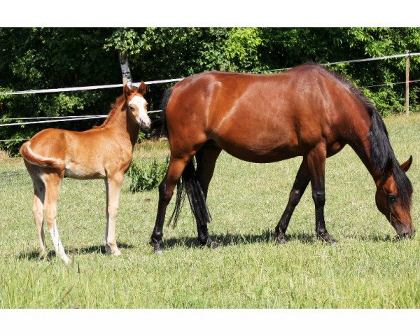 Fattrice Coco AT (Pony da Sella Tedesco, 2009, di Clooney AT)