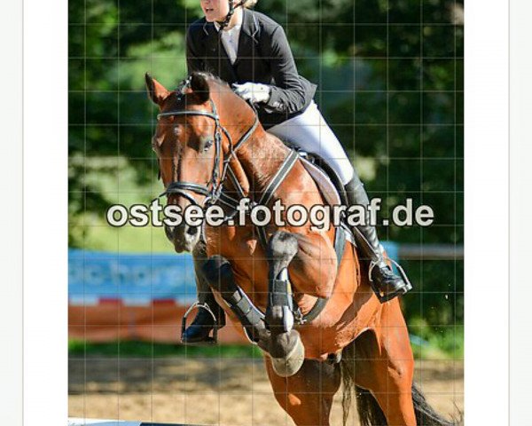 jumper Lukas S (Pony without race description, 1999, from Lord) jumper Lukas S (Pony without race description, 1999, from Lord)