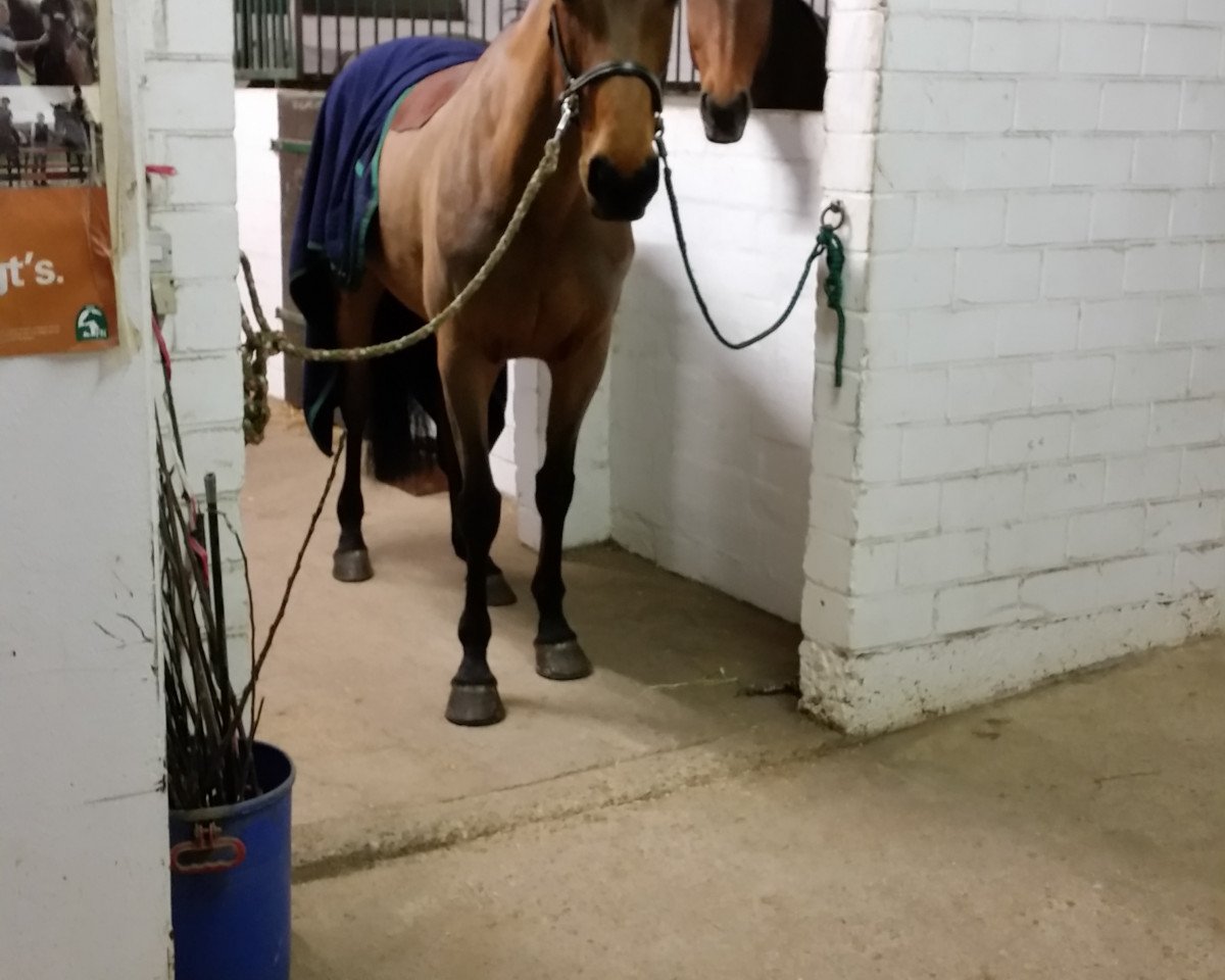 jumper Lonly 2 (Little German Riding Horse, 2008, from Lapis Lazuli)