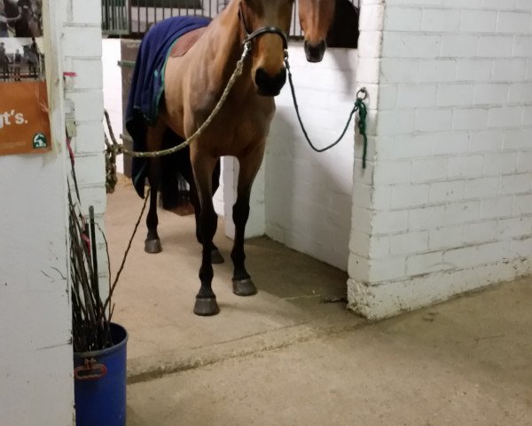 jumper Lonly 2 (Little German Riding Horse, 2008, from Lapis Lazuli)