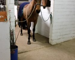 jumper Lonly 2 (Little German Riding Horse, 2008, from Lapis Lazuli)