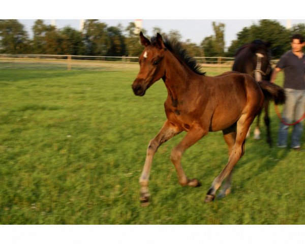 horse Fabergé (Hanoverian, 2015, from Follow Me OLD)