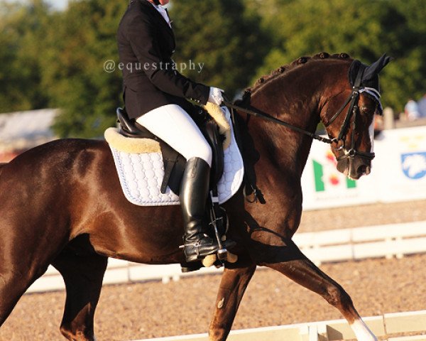dressage horse Armando (German Riding Pony, 1998, from Pitchwood Moonshine)