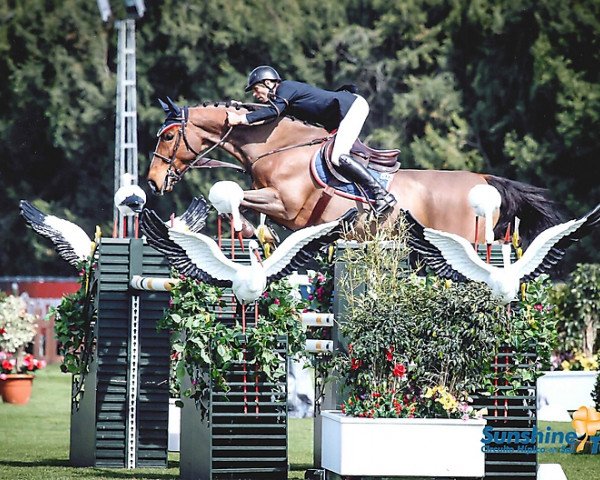jumper Crocus Mury Marais Z (Zangersheide riding horse, 2005, from Crown Z)