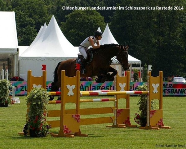 jumper Godiva-Kalakaua (Oldenburg show jumper, 2009, from Cassin 2)
