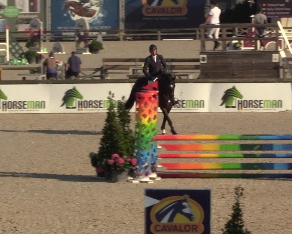 Gold +Cyclus Jonge Paarden in Lier (BEL) 2020