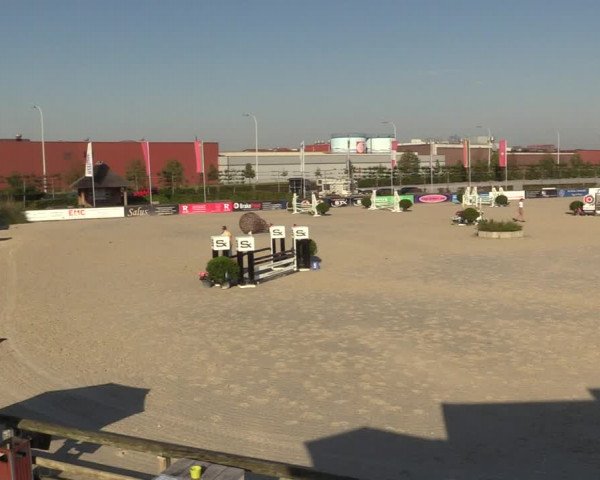 Gold +Cyclus Jonge Paarden in Lier (BEL) 2020